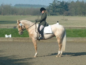 Teasel ridden by his current owner